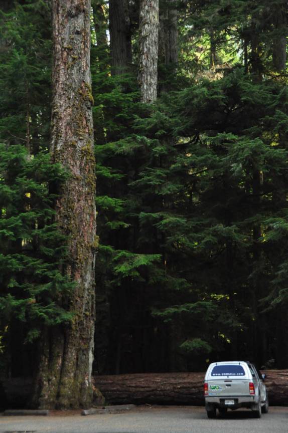 A Fiona fica pequenina perto das árvores da Cathedral Grove, na estrada para Tofino, em Vancouver Island, na British Columbia, no Canadá